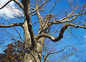 《祇：女神之道》新视频聚焦图形效果＆背景塑造
