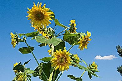 报告称黄牛机器人对PS5渐渐失去兴趣